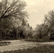 Flowering Trees & Girl