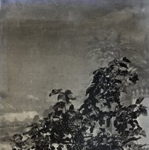 Currant tree, 1885