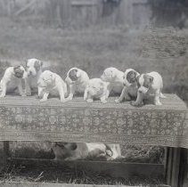 Reinhart dog & 8 puppies, 1911