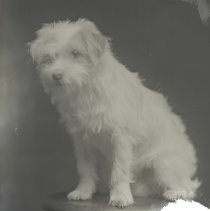 Erna Ruehmer's dog, 1911