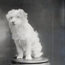 Erna Ruehmer's dog, 1911