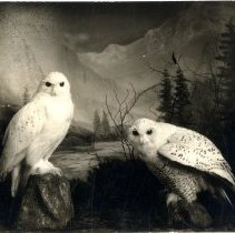 White owls diorama by Lunow 600dpi