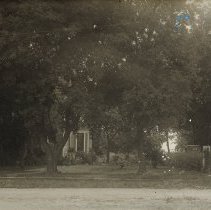 House obscured by trees