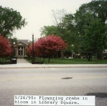 Flowering Crabs, Library Square, Hutchinson, MN