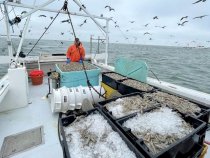 A dozen licensed Virginia watermen are working in the experimental shrimp