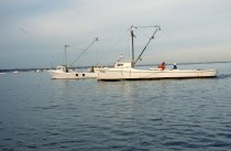 Oyster dredging fleet on the Rappahannock River