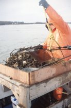 Todd Parks emptying the dredge