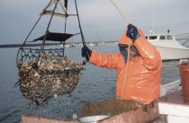 Todd Parks hoisting the oyster dredge