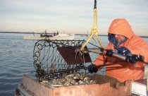 Todd Parks emptying the oyster dredge