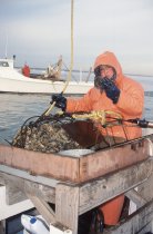 Todd Parks unloading the oyster dredge