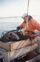 Todd Parks hoisting the oyster dredge