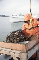 Todd Parks hoisting the oyster dredge