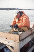 Todd Parks unloading the oyster dredge