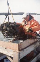 Todd Parks unloading the oyster dredge
