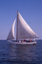 Deal Island Labor Day Skipjack Races, September, 2001