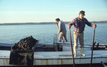 Oyster tongers, Rappahannock River