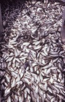 Menhaden fill the hold