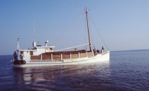 Nellie Crockett on the way to the oyster beds