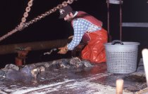 Unloading conch from a dredge