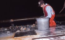 Billy Kellum unloading the dredge