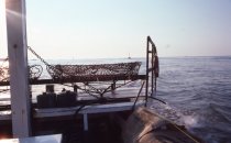Two dredges are used for conch fishing