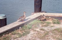 Two ducks on the bulkhead