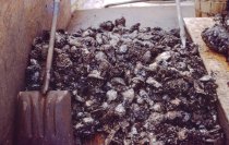 A good haul of oysters