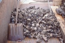 A good haul of oysters