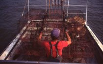 25 crab pots are ready to be reset