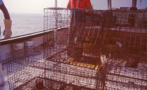 25 crab pots are set at one time