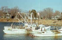 Winter oysters dredge fleet on Jackson Creek, Deltaville, VA
