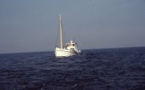 Ward Brothers dredging for blue crabs