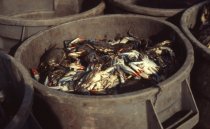 A full bushel of blue crabs