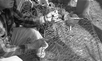 Ed Payne making a crab pot