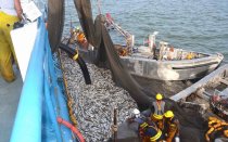 Menhaden fishermen handle a purse seine full of fish in Chesapeake Bay.