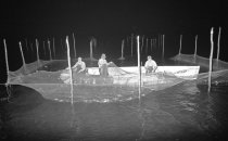 Harvesting a pound net