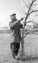 Sherman Holmes prunes one of his apple trees