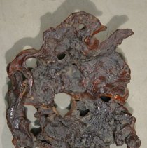 Underside of the burl piece detached from the Sculpture