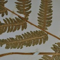 Leaf Detail