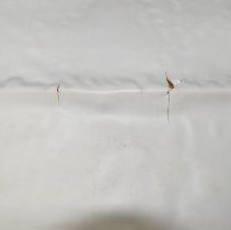 Back view damage detail