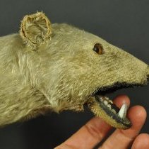 Jaw shown open, proper right side