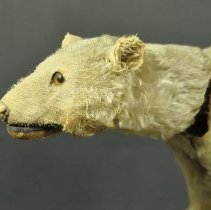 Detail of head, proper left side