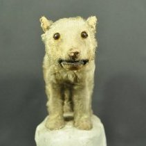 Detail of front of bear