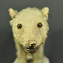 Detail of head, front