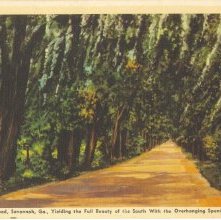 White Bluff Road, Savannah, Ga., Yielding the Full Beauty of the South With
