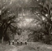 Baldwin County Old Oaks  C. 1909
