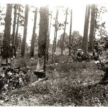 Baldwin County Turpentine Production