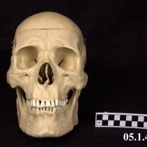 Cranium
