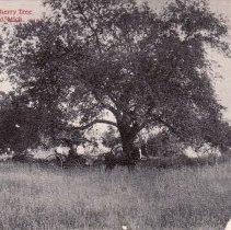 Monarch Cherry Tree, Leland, Michigan