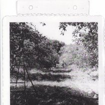 Man walking in orchard